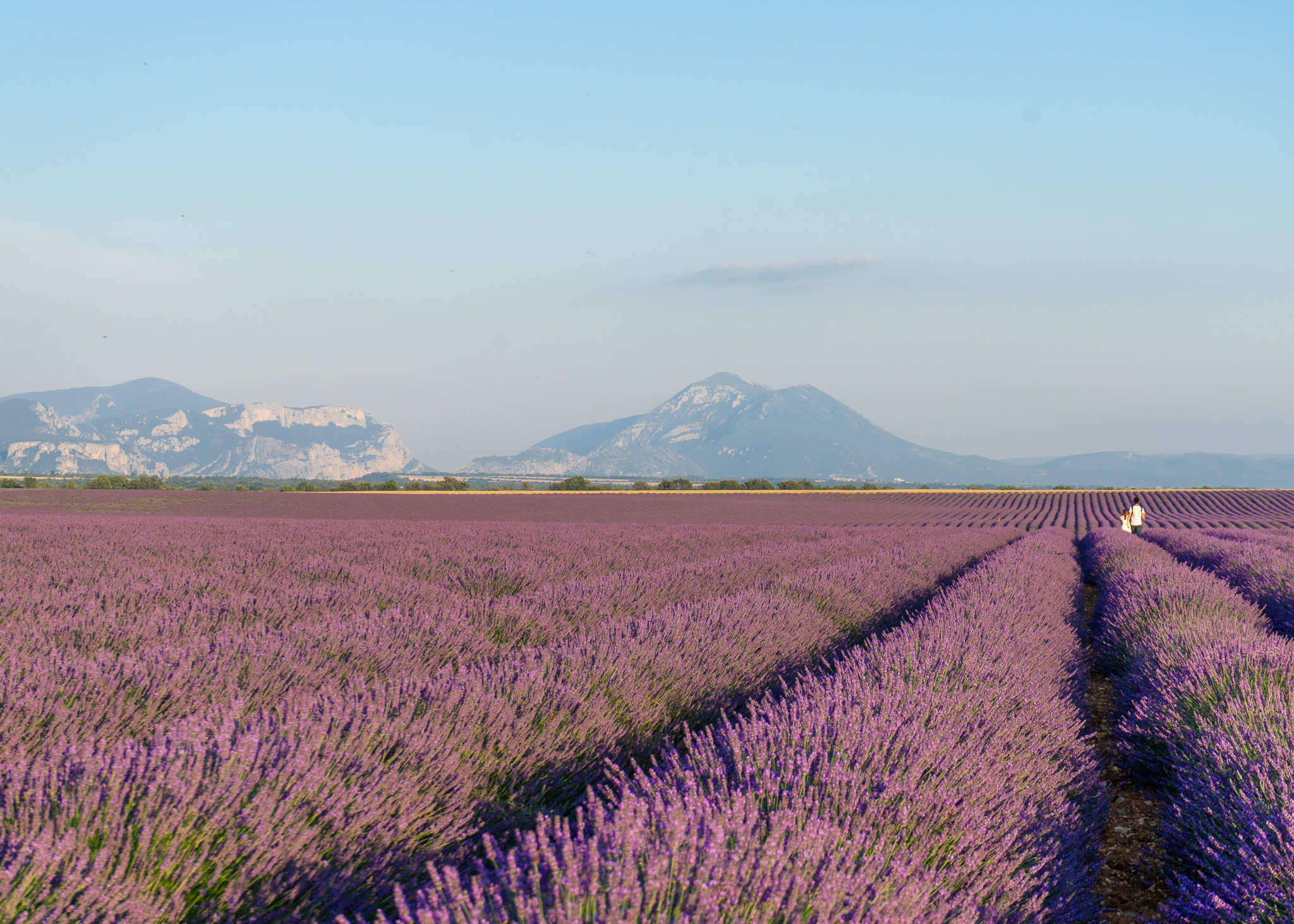 瓦伦索勒的薰衣草田 | obon paris | 法国文化美食自由行